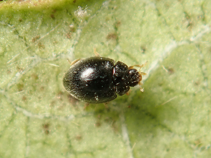 Coccinellidae Stethorus pusillus